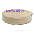 Bacillus Subtilis  Insoluble Water Bacillus subtilis insoluble water 600CFU/G for animal feed Manufactory